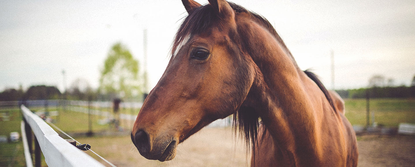 Relais Equestre des Récolets